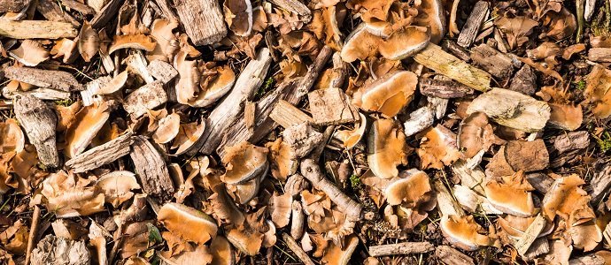 Gardening with Woodchips: What, Why, How and Who? - The Permaculture  Research Institute